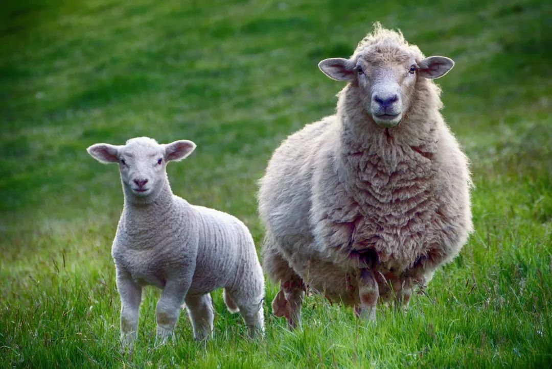 為什么要檢測動物源性？動物源性檢測范圍