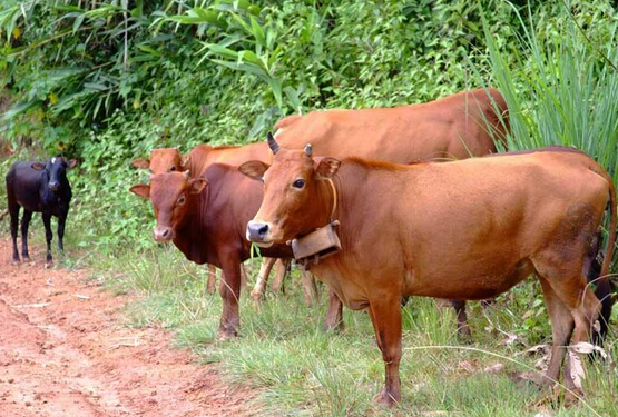 合肥牛飼料檢測項目和相關檢測標準是什么？