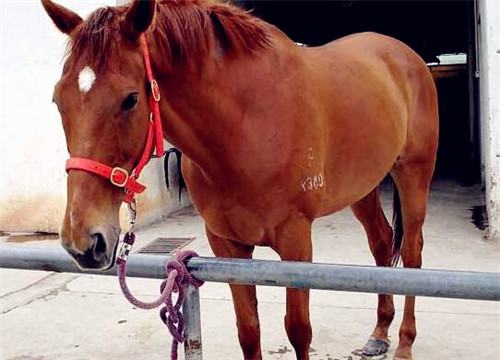 飼料有問題去哪里檢測？馬飼料成分檢測